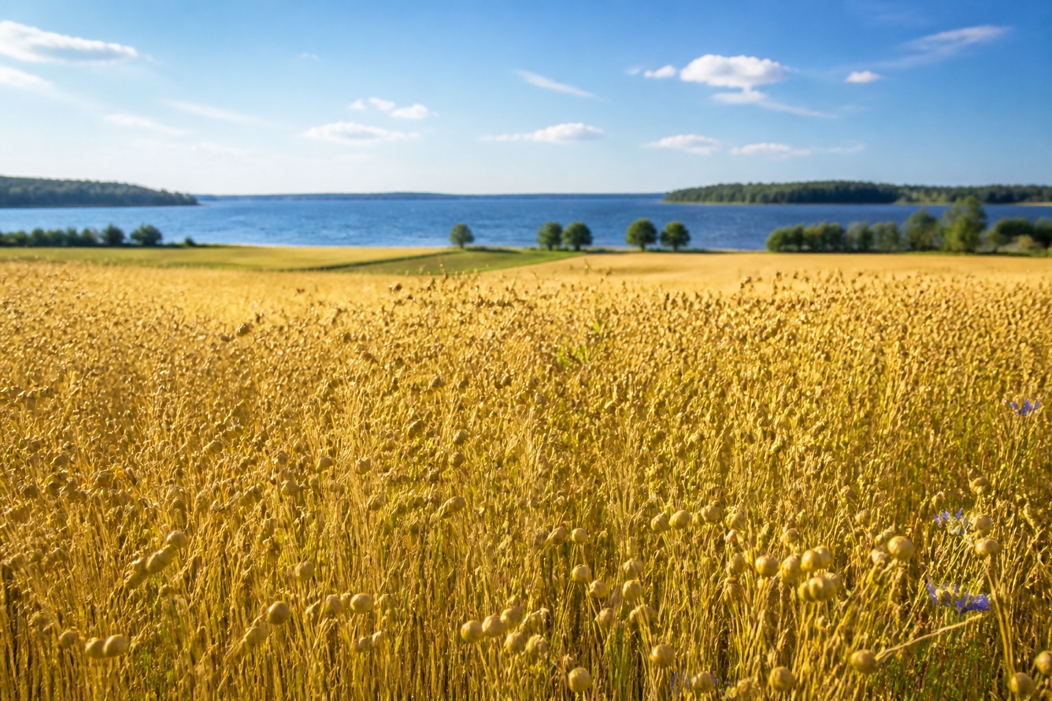 Sunny European flax field under a clear blue sky